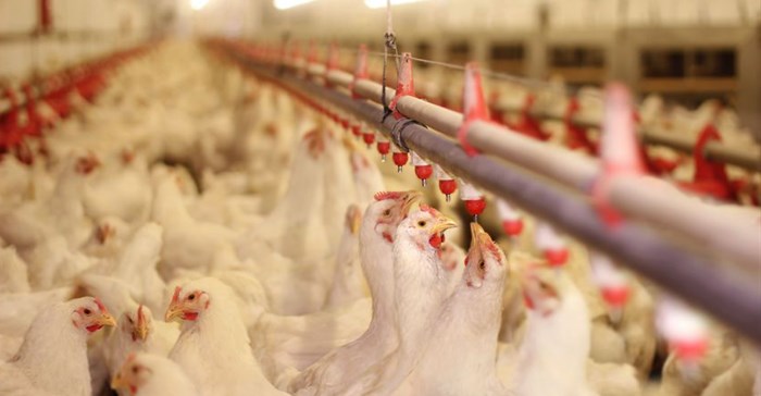 AMIE calls for a comprehensive review of import duties on poultry