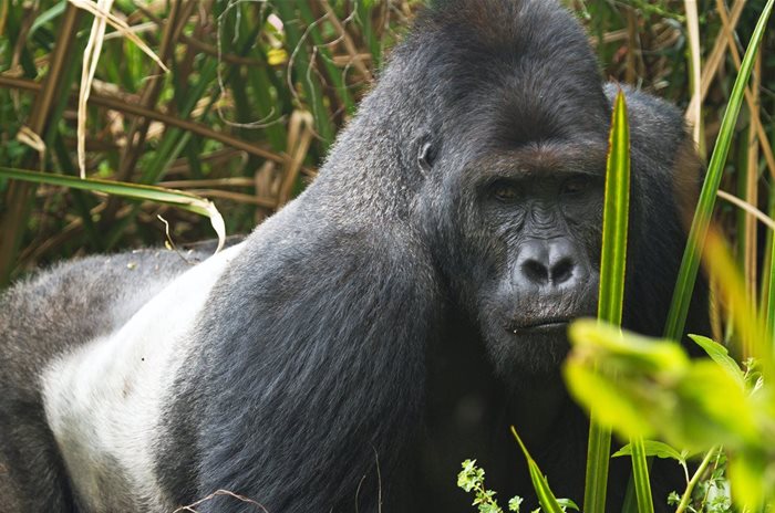 Eastern lowland gorilla in the in DRC’s Kahuzi-Biega National Park. Source: Joe McKenna, CC BY 2.0,