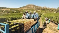 E-learning platform for vineyard workers launched