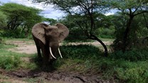 Uganda court hands life sentence to man caught with elephant ivory