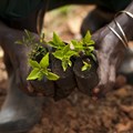How digital tools can help farmers in Africa fight climate change - study