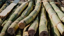 Tongaat BRPs, canegrowers reach agreement on payments to mills for sugarcane deliveries