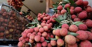 Transparency International seeks probe of Madagascar's lychee market