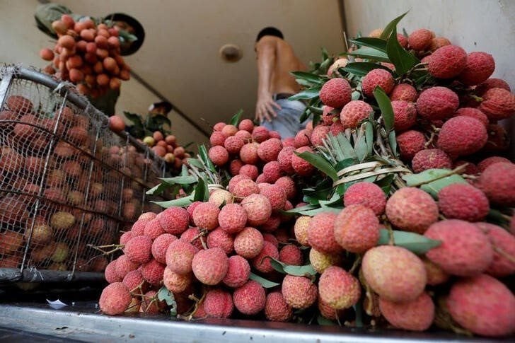 Traders load lychee fruits into a truck during the lychee harvest season in Bac Giang province, Vietnam June 12, 2020. REUTERS/Kham
