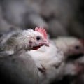 Bird flu outbreak on small farm reported