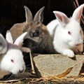 Rabbit disease detected in SA