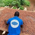 Ivory Coast and Ghana note progress in making buyers pay cocoa premiums