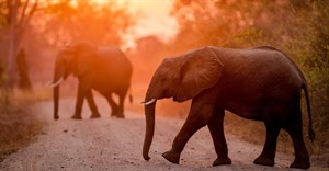 UP-US study maps roaming habits of elephants in Southern Africa to boost conservation efforts