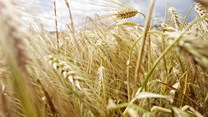 Agribusiness confidence drops below neutral 50-point mark in Q4