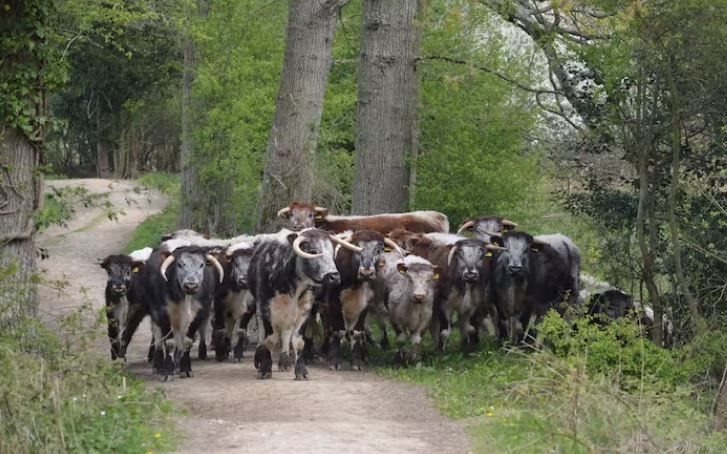 Longhorn cattle on a rewilding project in England: if we got most of our protein and carbs through new technologies, this sort of compassionate and wildlife-friendly farming could be scaled up.<p>Chris Thomas, Author provided