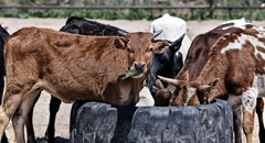 Beef industry facing headwinds, expects subdued growth in 2023