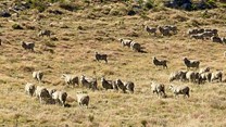 H&M and wool supplier embark on regenerative farming and biodiversity restoration project