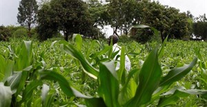 Kenya's GMO maize push sowing trouble for food sector, farmers warn