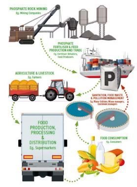How phosphorus goes from mine to food. UK Phosphorus Transformation Strategy, Author provided