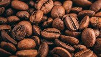 Uganda coffee exports drop 15%, hurt by drought