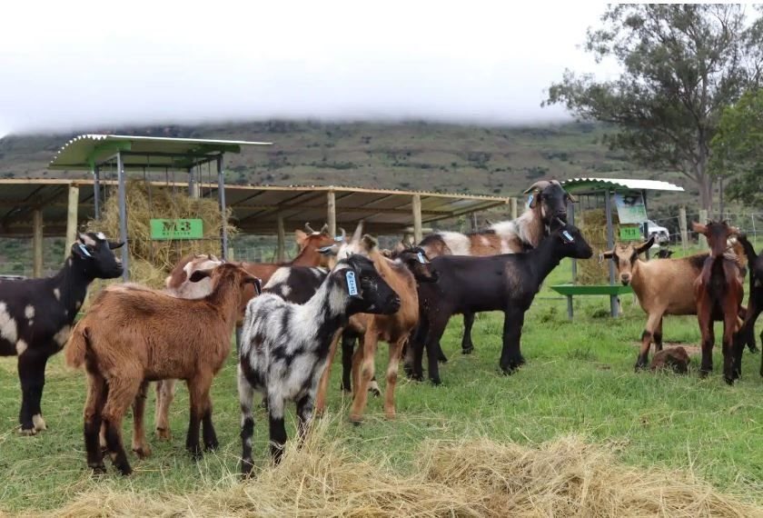 Nguni indigenous veld goats