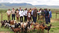 Joint indigenous veld goat project launched