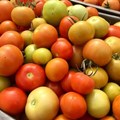 Tanzania's tomato harvest goes to waste: Solar-powered cold storage could be a sustainable solution