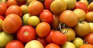 Tanzania's tomato harvest goes to waste: Solar-powered cold storage could be a sustainable solution