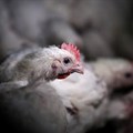 Astral flags profit plunge as power crisis hits poultry production