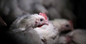 Astral flags profit plunge as power crisis hits poultry production
