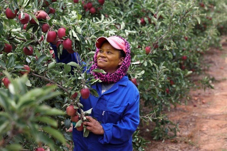 A worker looks at apples at Remhoogte farm where they need a steady electricity supply for an automated irrigation pump network that sprays thousands of trees heavy with fruit, in Ceres, South Africa January 17, 2023. REUTERS/Esa Alexander