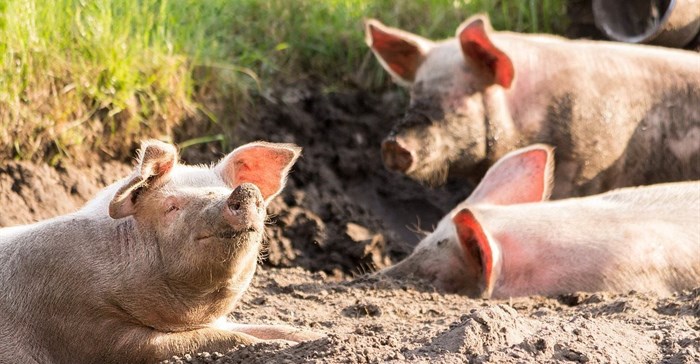 New swine fever outbreak confirmed in Gauteng