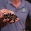Funding puts insect protein maker ahead of food security fight