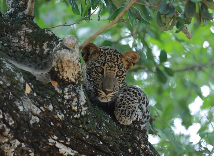 Sri Lanka Leopard Dynasty