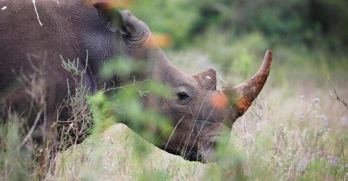 A southern white rhino is seen inside Nairobi National Park in Kenya,15 June 2020. Reuters/Baz Ratner/File Photo