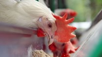 Another tough year as the chicken industry battles elevated production costs