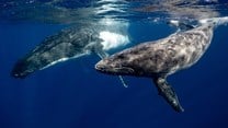 Noise from deep-sea mining may disrupt whale song, study finds