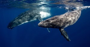 Noise from deep-sea mining may disrupt whale song, study finds