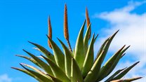 UP-led study finds aloe plant could impede life cycle of malaria-carrying parasite