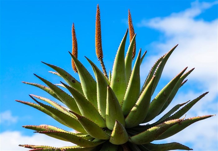 UP-led study finds aloe plant could impede life cycle of malaria-carrying parasite