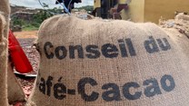 Ivory Coast domestic cocoa exporters on verge of default due to bean shortage