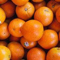 SA citrus calls on presidential support in EU orange export battle