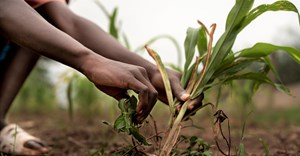 Africa's agribusiness sector should drive the continent's economic development: 5 reasons why