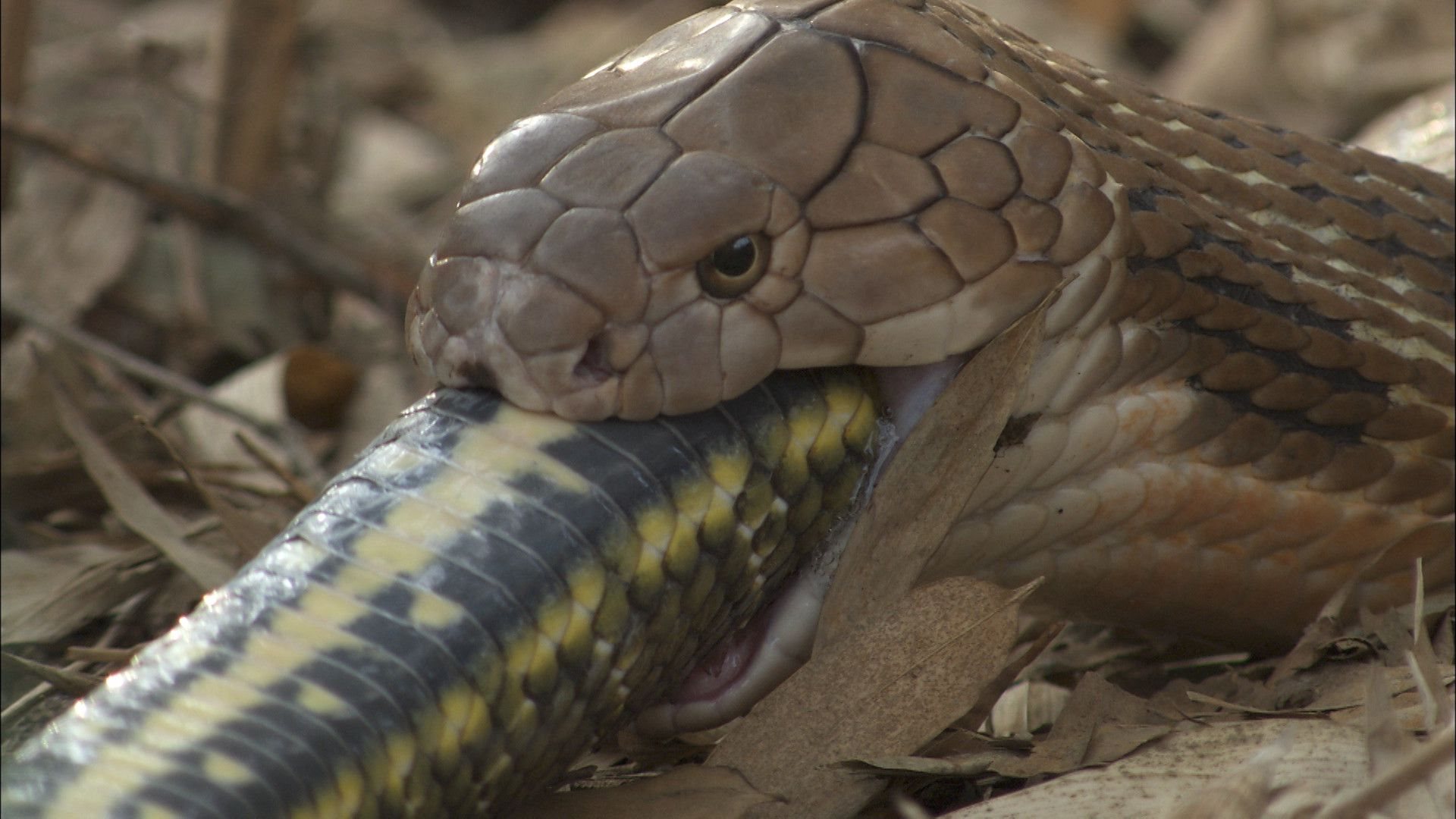 Snake Month slivers onto National Geographic Wild this March
