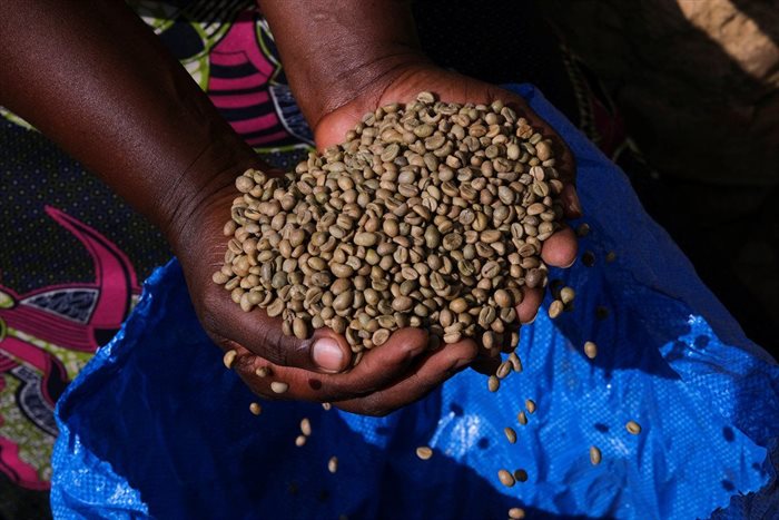 A female coffee grower scoops coffee beans from a sack as Benedicta Tamakloe, 37, a coffee entrepreneur, tests its moisture content in the Dzogbedo community in the Volta Region, Ghana. Source: Reuters/Francis Kokoroko