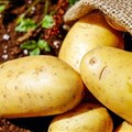 Solynta, PepsiCo join forces to empower Ethiopian potato farmers