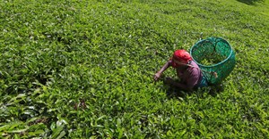 Kenya's 2022 earnings from tea exports rise to 138bn shillings