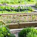Farms in cities: New study offers planners and growers food for thought