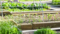 Farms in cities: New study offers planners and growers food for thought