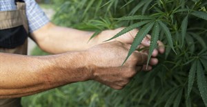 Western Cape agri unveils action plan for cannabis industry