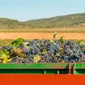 Industry poised to deliver top quality wines in 2023