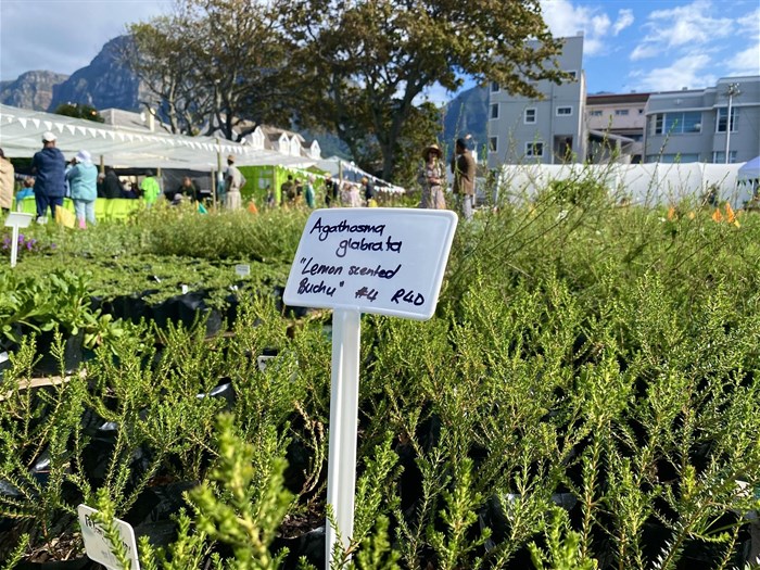 Some of the indigenous buchu plants on sale at the nursery. Photo: Matthew Hirsch / GroundUp
