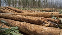 How harvested wood products can create climate-friendly solutions