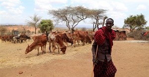 File photo: Ngagati Namaiduk from the Maasai pastoralist community affected by the worsening drought due to the failed rainy season, walks past his emaciated cattle during a dried-hay feeding program at their manyatta (traditional homestead) near Ilbisil settlement of Kajiado, Kenya 17 October 2022. Reuters/Thomas Mukoya/File Photo/File Photo