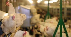 Avian influenza detected in WCape poultry farms